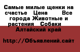 Самые милые щенки на счастье › Цена ­ 1 - Все города Животные и растения » Собаки   . Алтайский край